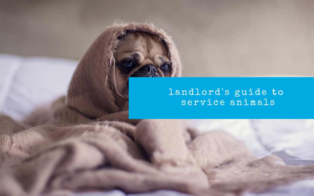 Service Animals: What Chula Vista Landlords Need to Know